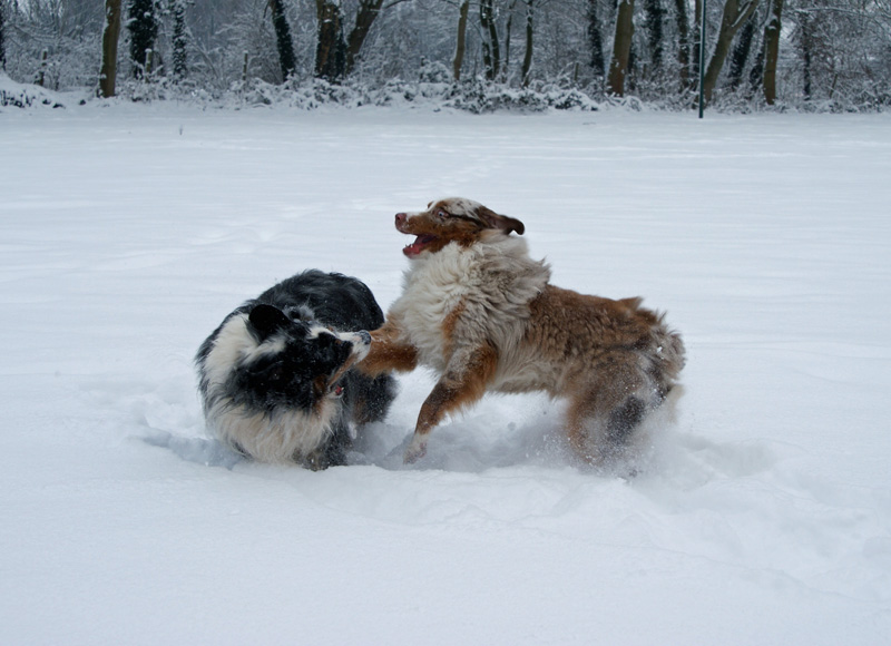 Face en Ike in de sneeuw