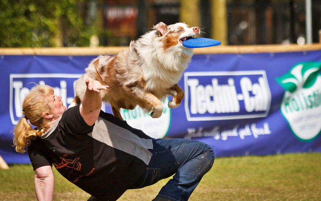 Dogfrisbee wedstrijd op het Animal Event in Hilvarenbeek